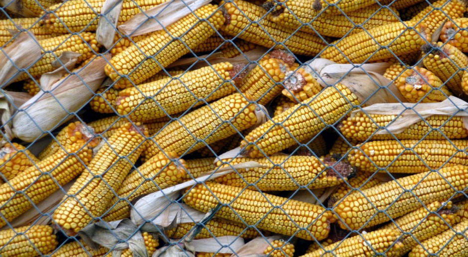FAO: Światowa produkcja zbóż lekko spadnie w 2017 r.
