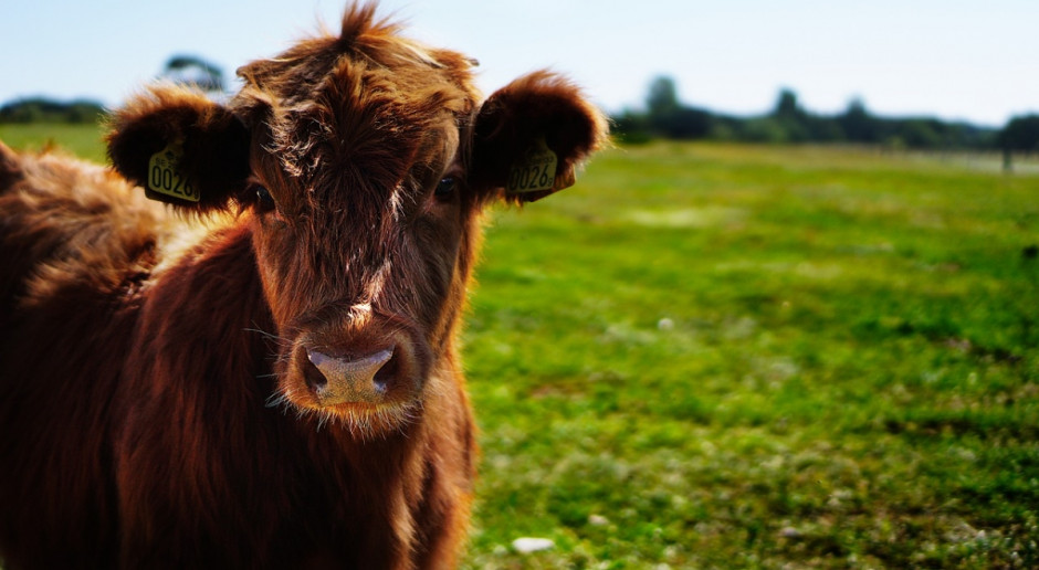 Jakie są perspektywy dla hodowli bydła mięsnego w Polsce?