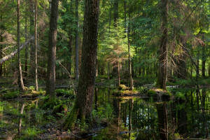 Szyszko: Zakaz wstępu do lasu w nadleśnictwie Białowieża ze względów bezpieczeństwa