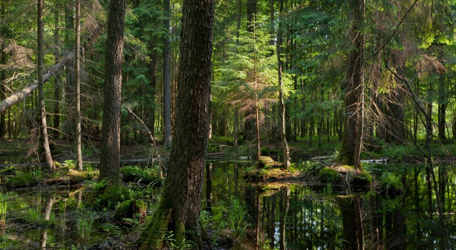 Szyszko: Zakaz wstępu do lasu w nadleśnictwie Białowieża ze względów bezpieczeństwa