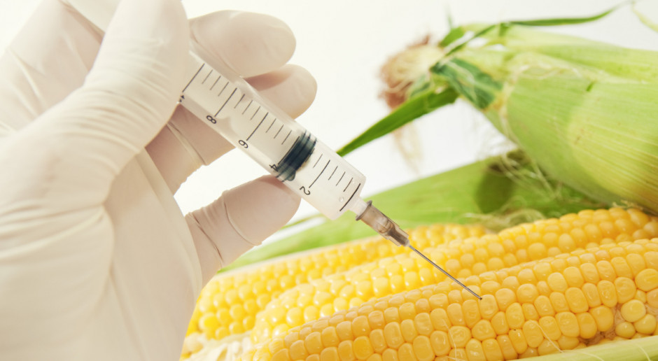 Projekt noweli dot. GMO skierowany do prac w komisjach sejmowych