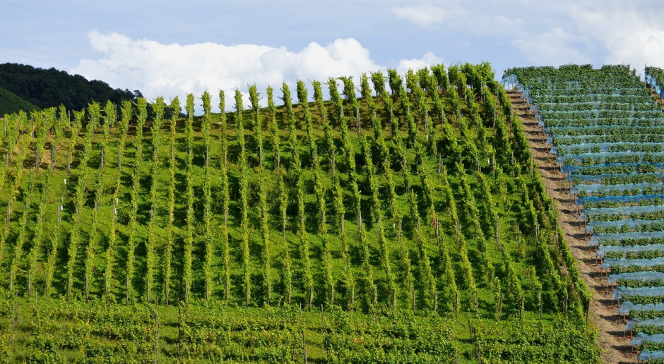 UE: W 2015 r. powierzchnia winnic wynosiła 3,2 mln ha