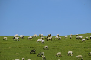 Francja: Coraz mniej owiec i kóz
