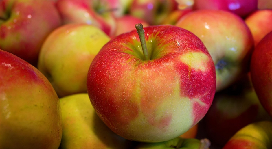 TRSK: Utrzymują się niskie ceny jabłek, większość produkcji nieopłacalna