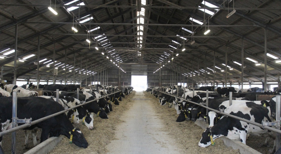 Powstaje największa mleczna ferma w Europie