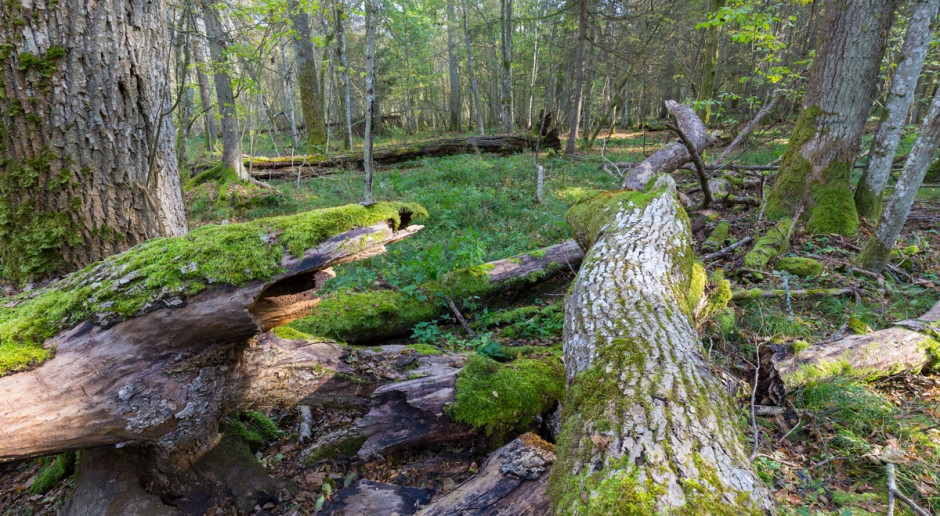 MŚ: W kwietniu nasadzenia drzew i cięcia sanitarne w Puszczy Białowieskiej
