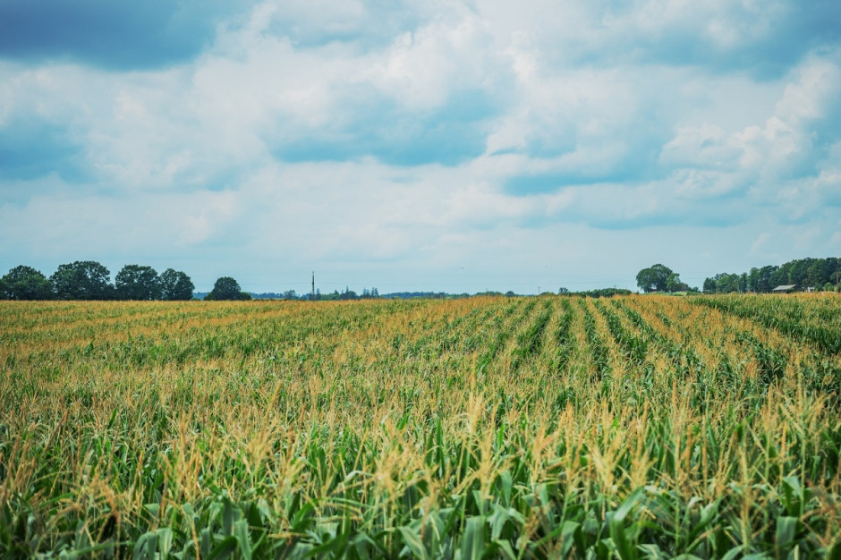 Plantacja kukurydzy; Fot PROCAM