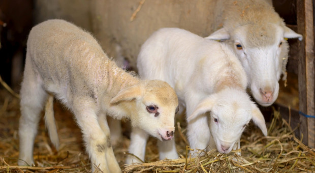 Hodowcy owiec z Podhala chcą interwencyjnego skupu jagniąt