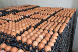 GUS: W 2016 r. kura nioska zniosła średnio 219 jaj