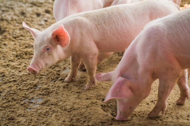Niderlandy: Znacznie mniej świń  utrzymywanych ekologicznie