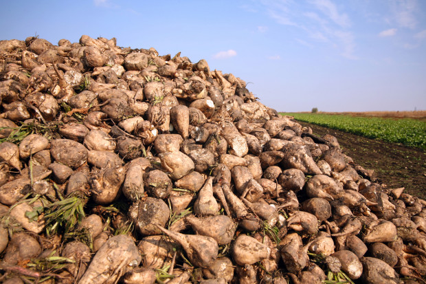 Krajowa Grupa Spożywcza S.A. ogłosiła wyższą cenę buraka cukrowego na sezon 2023 r. Fot. Shutterstock Znamy cenę buraka cukrowego w KGS na sezon 2023 r.