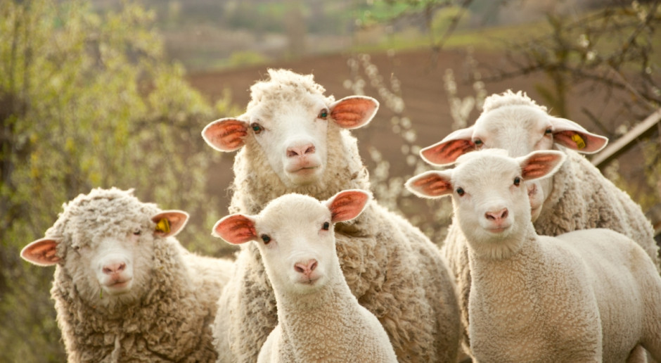 IERIGŻ: Owce droższe niż przed rokiem, jagnięta tańsze