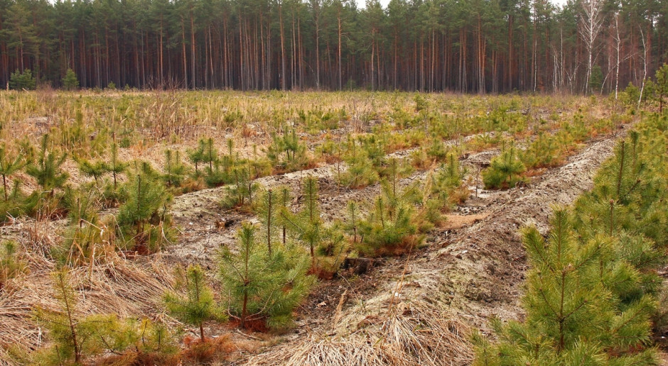 Szyszko: Polskie lasy państwowe są "świetnie zorganizowane"