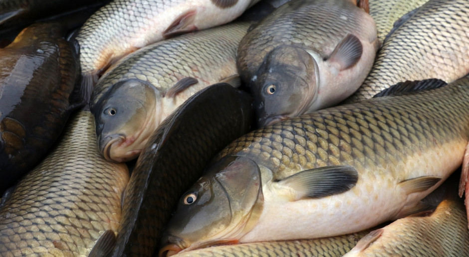 Rybacy domagają się przywrócenia dopłat wodno-środowiskowych