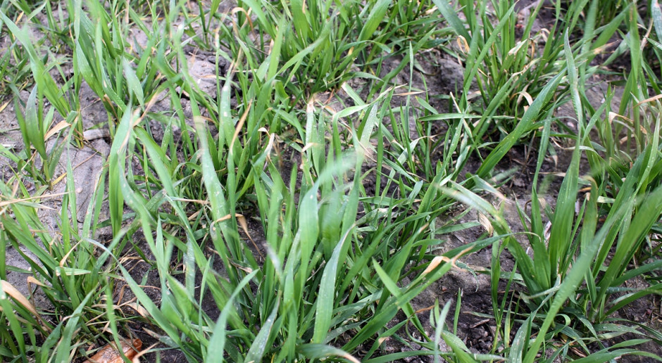 Stosowanie herbicydów przed przymrozkami – efekty widać na polach