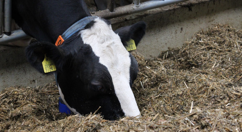 Mleko bez GMO – rewolucja w żywieniu krów