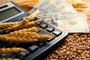 Podwyżki cen zbóż i rzepaku w nowym roku