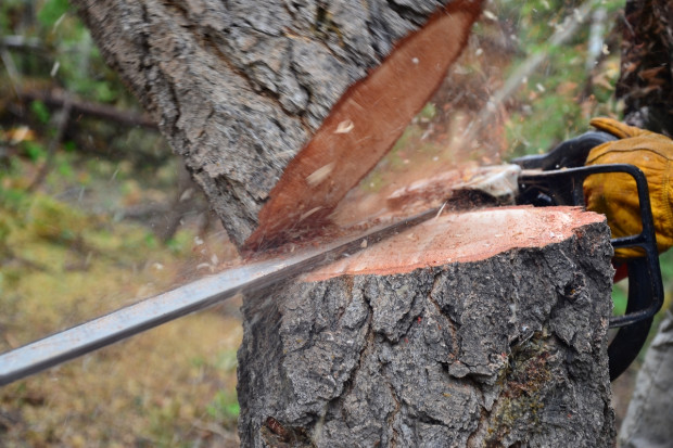 Sprawdź 3 sposoby na usunięcie szpetnego pnia po ściętym drzewie
