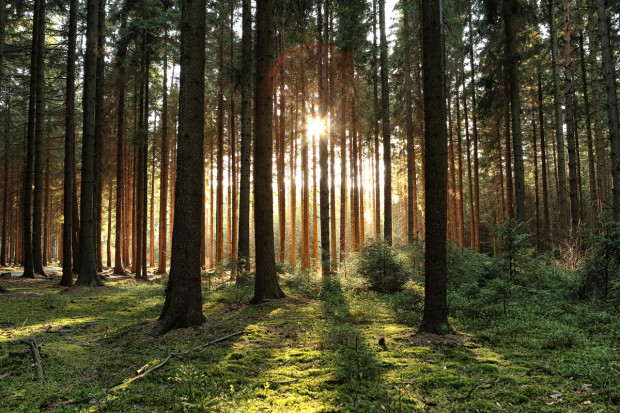 Fot. Shutterstock "Rzeczpospolita": Nadleśniczego domy nie interesują