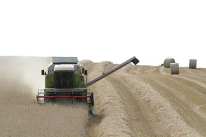 IGC: Prognoza większej światowej produkcji zbóż 