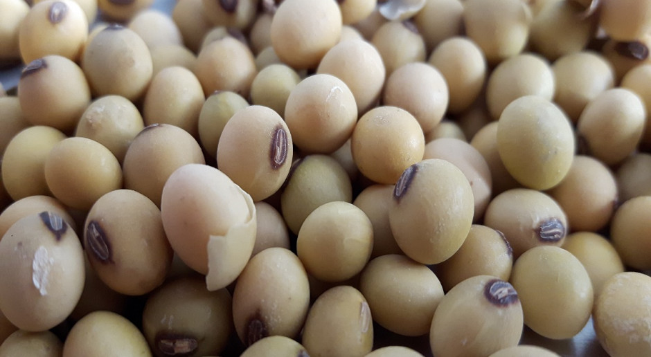 Producenci rolni w Unii zapewniają 2,3 mln t nasion soi, import unijny to 14,6 mln t, a zużycie 16,8 mln. t;, Fot. Katarzyna Szulc UE: Po raz pierwszy opublikowano bilans proteinowy