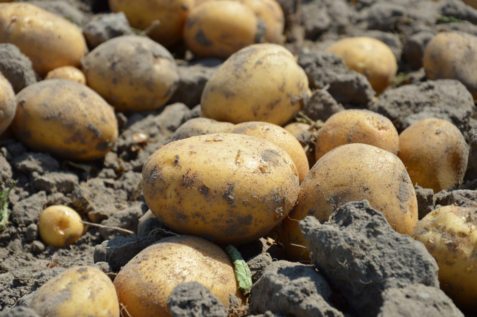 Powierzchnia uprawy ziemniaka u pięciu głównych producentów unijnych  w br. będzie o 7,2 proc. większa wobec średniej wielkości z ostatnich pięciu lat; Fot. Katarzyna Szulc