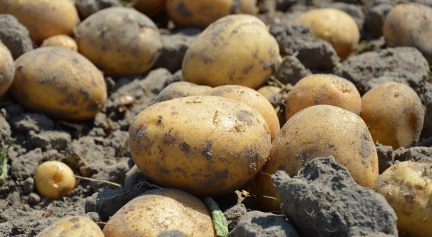 UE: Coraz więcej areałów pod uprawę ziemniaka