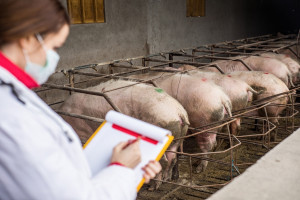 Braki kadrowe w Inspekcji Weterynaryjnej zagrażają eksportowi wieprzowiny?