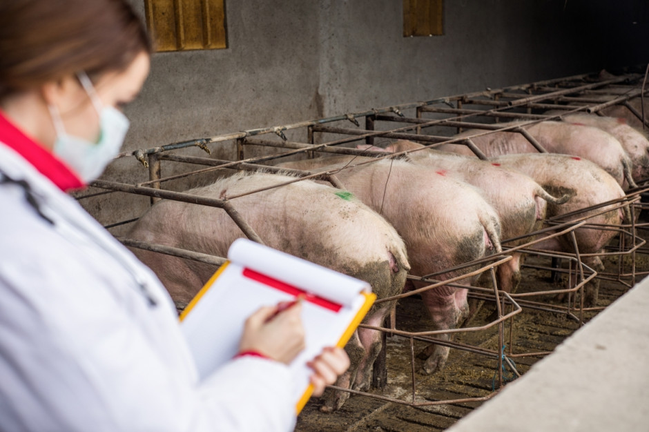 W Purdue University (USA) trwają badania nad opracowaniem testu pozwalającego w krótkim czasie potwierdzić lub wykluczyć infekcje afrykańskim pomorem świń. Fot.Shutterstock