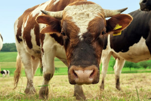 PZHiPBM chce wspierać ekologiczną hodowlę bydła mięsnego