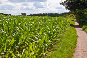 Niemcy: Lekki spadek areału uprawy kukurydzy