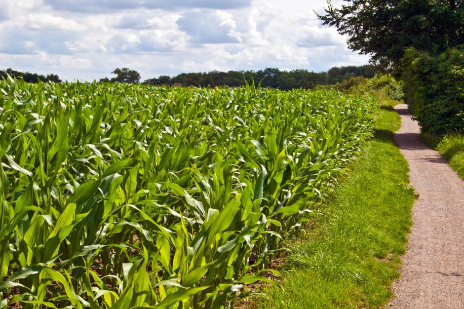 W 2017 r. powierzchnia uprawy kukurydzy zmniejszy sie o 2,9 proc. w stosunku do 2016 r. (Fot.pixabay.com)