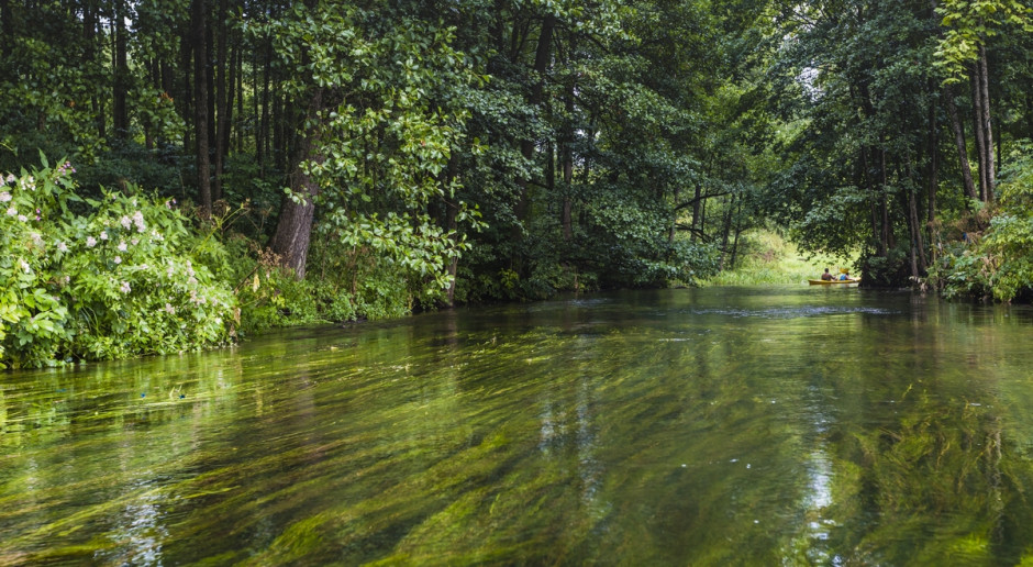 Fot. Shutterstock Umorzone śledztwo ws. podejrzeń szkód przyrodniczych nad Rospudą