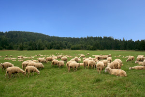 W Bieszczadach zakończył się nieco spóźniony redyk owiec