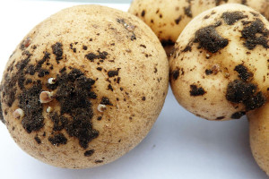 Wpływ zaprawiania bulw na wschody i zdrowotność ziemniaka