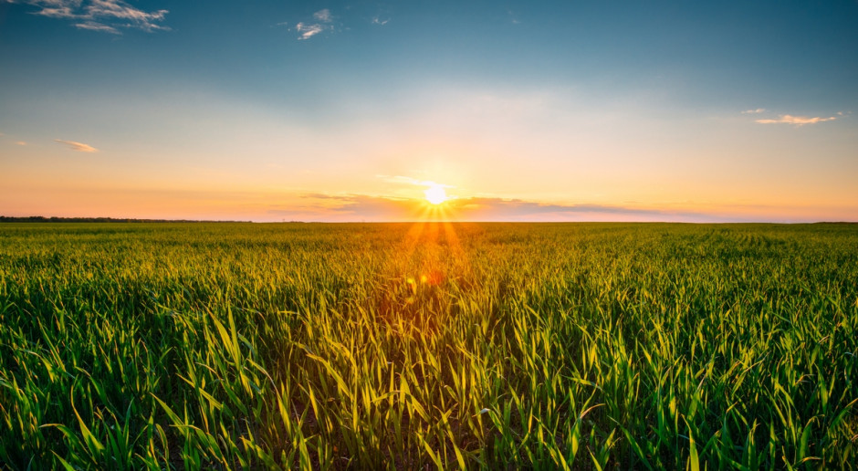 Fot. Shutterstock Spadki cen zbóż i oleistych