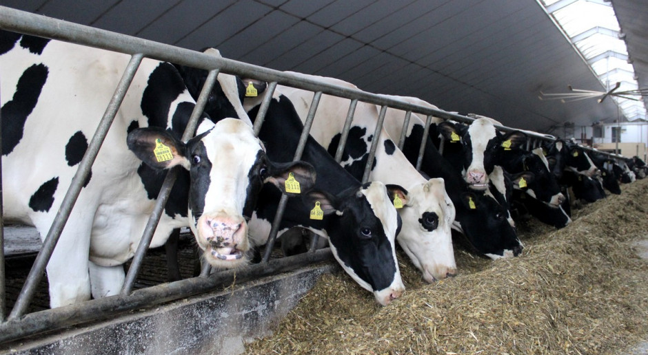 Część producentów musi się już przestawić na żywienie zwierząt bez użycia pasz genetycznie modyfikowanych, fot.Ł.Ch. Żywienie bez GMO – szybciej niż potrzeba