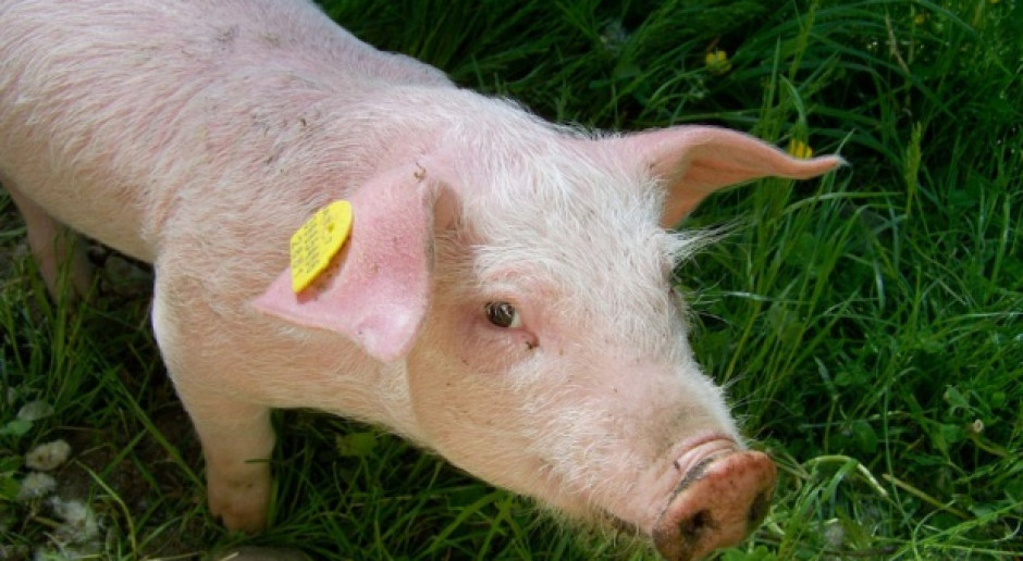 Zdaniem zarządu KZP-PTCh, obecnie przepisy krzywdzą rolników terminowo zgłaszających zmiany stanu stada Fot. Shutterstock.com Stanowisko KZP-PTCh w sprawie kar za nieterminowe zgłaszanie zmian stanu zwierząt