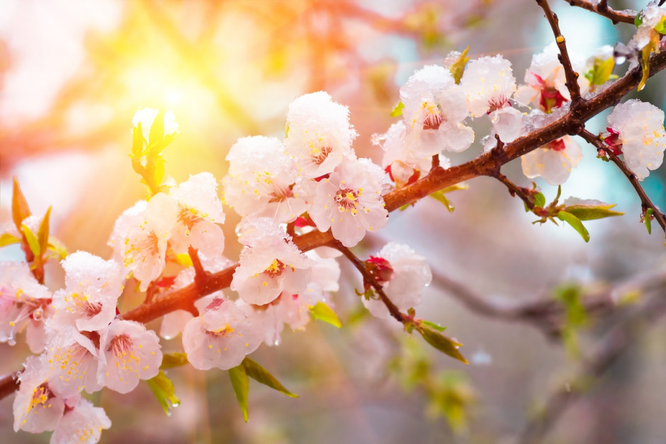 Najbardziej narażonymi na skutki przymrozków są teraz te drzewa, które są w pełni kwitnienia, czyli jabłonie i grusze, fot. Shutterstock