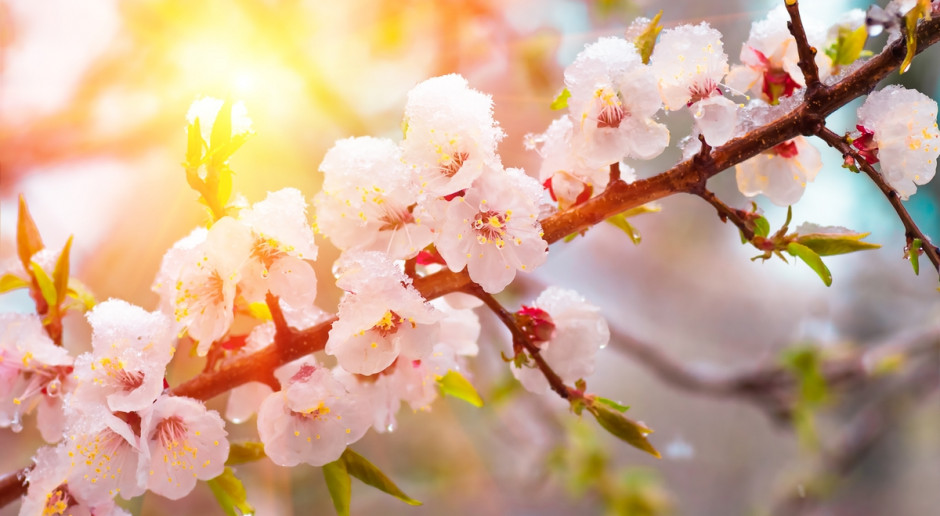 Najbardziej narażonymi na skutki przymrozków są teraz te drzewa, które są w pełni kwitnienia, czyli jabłonie i grusze, fot. Shutterstock Nadchodzą przymrozki: Sadownicy chronią jabłonie i grusze