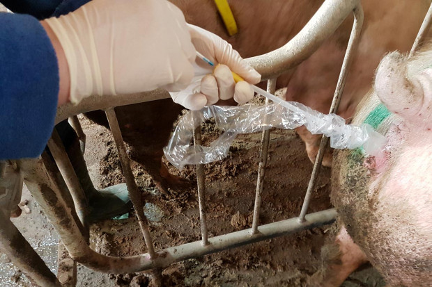 Podstawy stymulacji rui i inseminacji świń