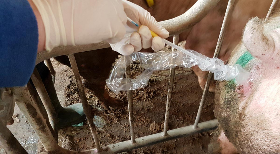 Fot. P. Wróbel Podstawy stymulacji rui i inseminacji świń