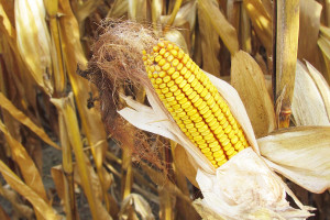 Efekt łącznego stosowania cynku i herbicydów w kukurydzy