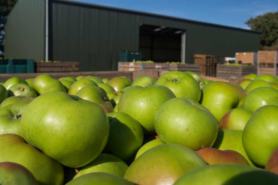 Zdaniem Maliszewskiego, najgorsza sytuacja jest w przypadku czereśni, ale także wymarzły grusze, wiśnie, śliwy i jabłonie, fot. Shutterstock