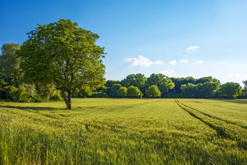 Zadrzewienia śródpolne są ważne dla produkcji rolnej poprzez m.in. zwiększanie krajobrazowej retencji wody, fot. Shutterstock
