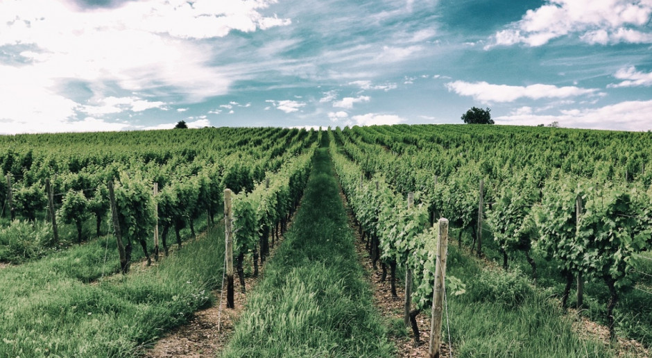 Copa-Cogeca: Przymrozki spowodowały duże straty w winnicach krajów UE (Fot.pixabay.com) Copa i Cogeca o wpływie przymrozków na winnice w UE