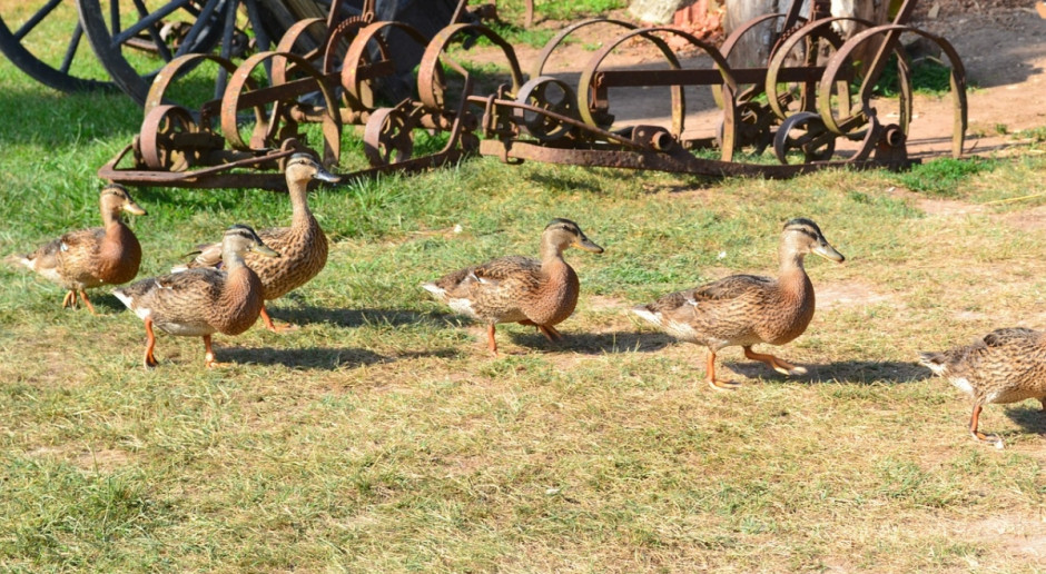 W Azji i Afryce patasia grypa atakuje także ludzi (Fot. pixabay.com) Ptasia grypa atakuje ludzi w Azji i Afryce