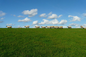 UE: Spadek cen jagniąt i owiec ciężkich