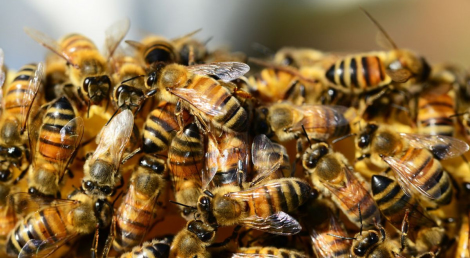 Fot. Shutterstock Polacy niewiele wiedzą na temat pszczół