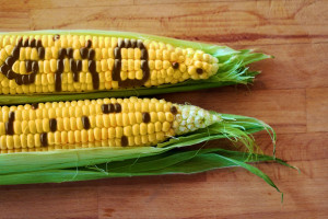 GMO w żywności nie ma?